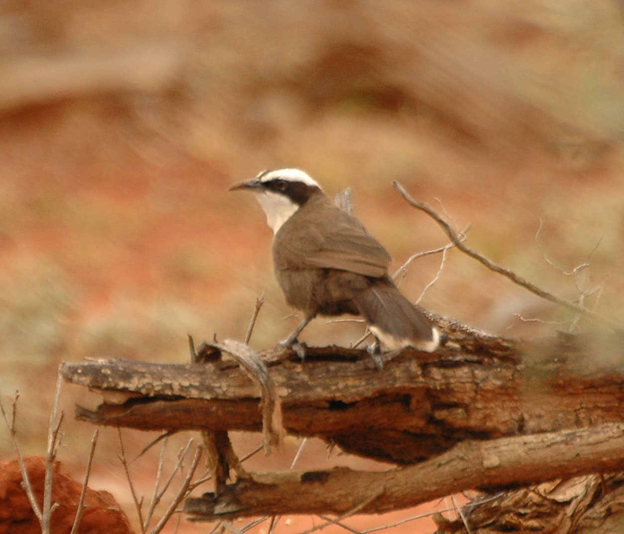 Hall's babbler