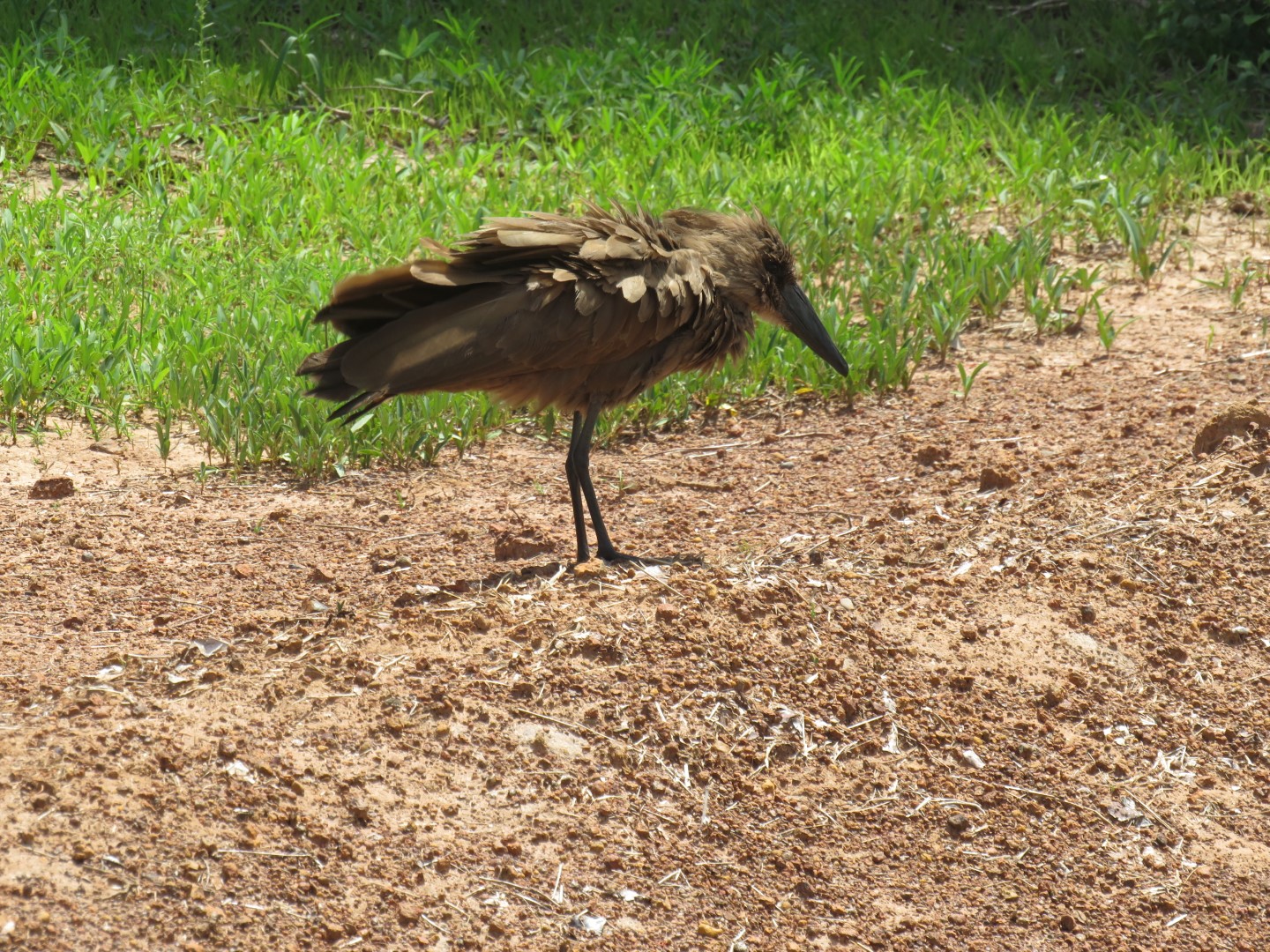 Hamerkop