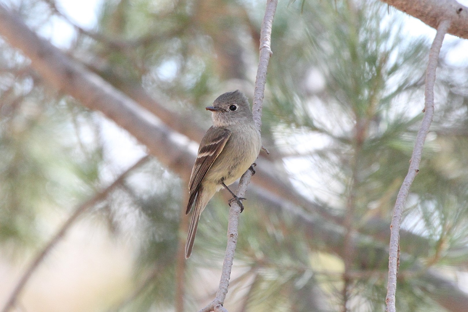 Hammond's Flycatcher