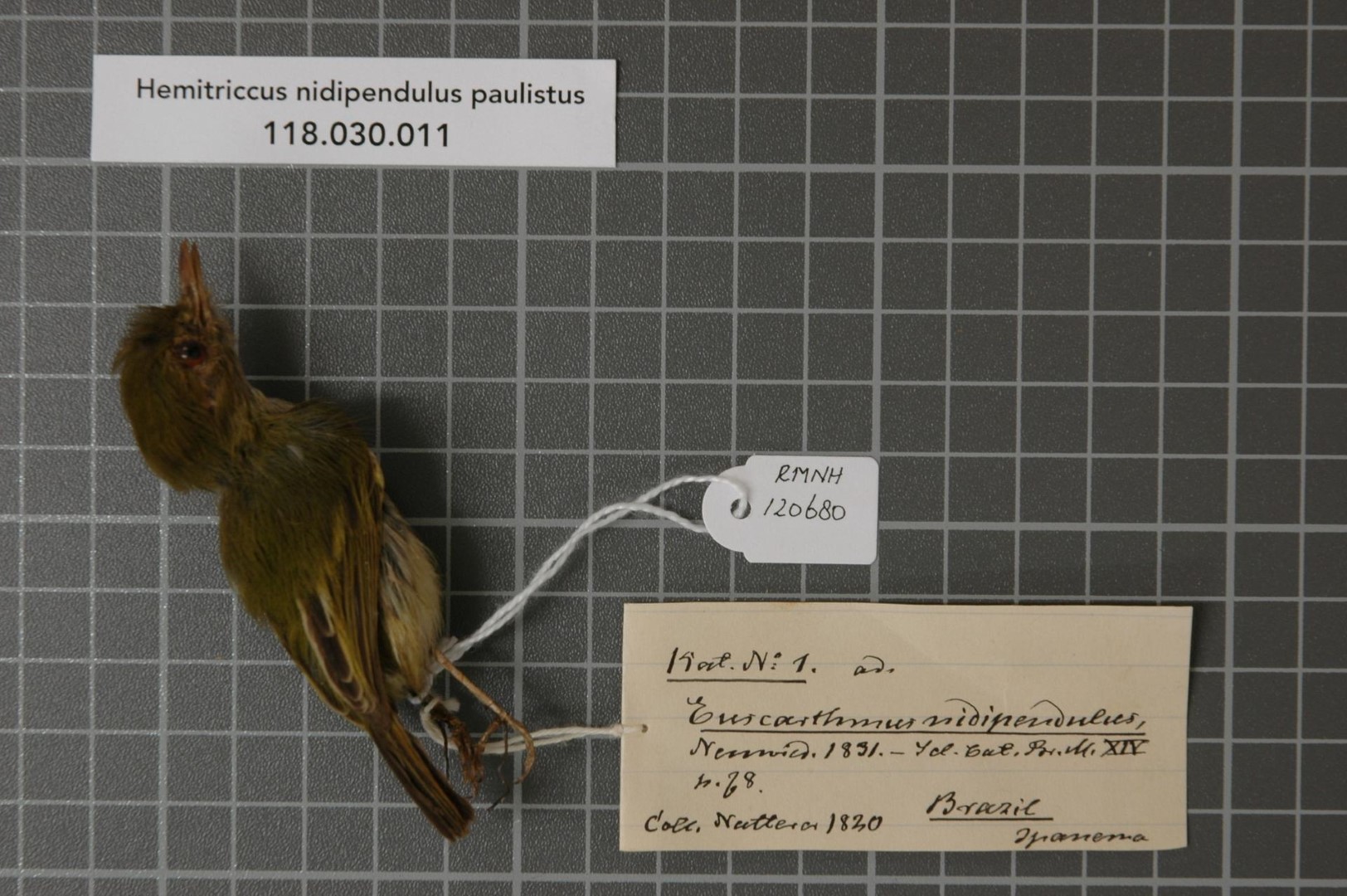 Hangnest Tody-Tyrant