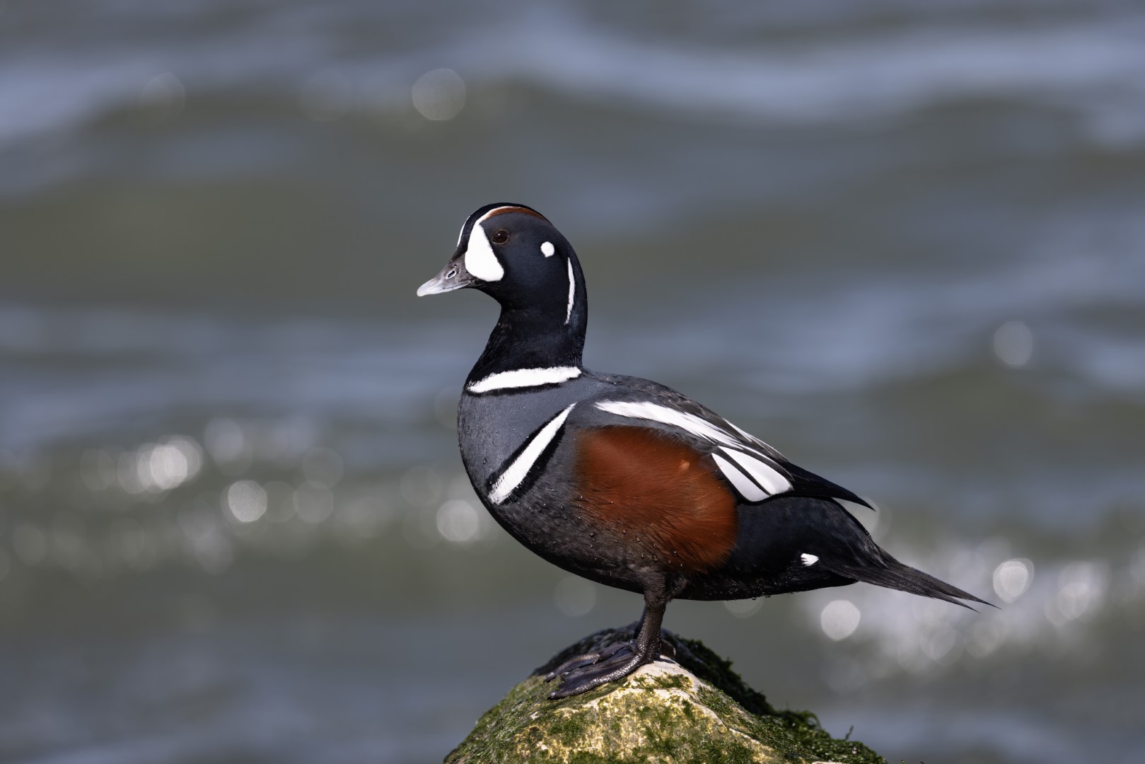Harlequin Duck