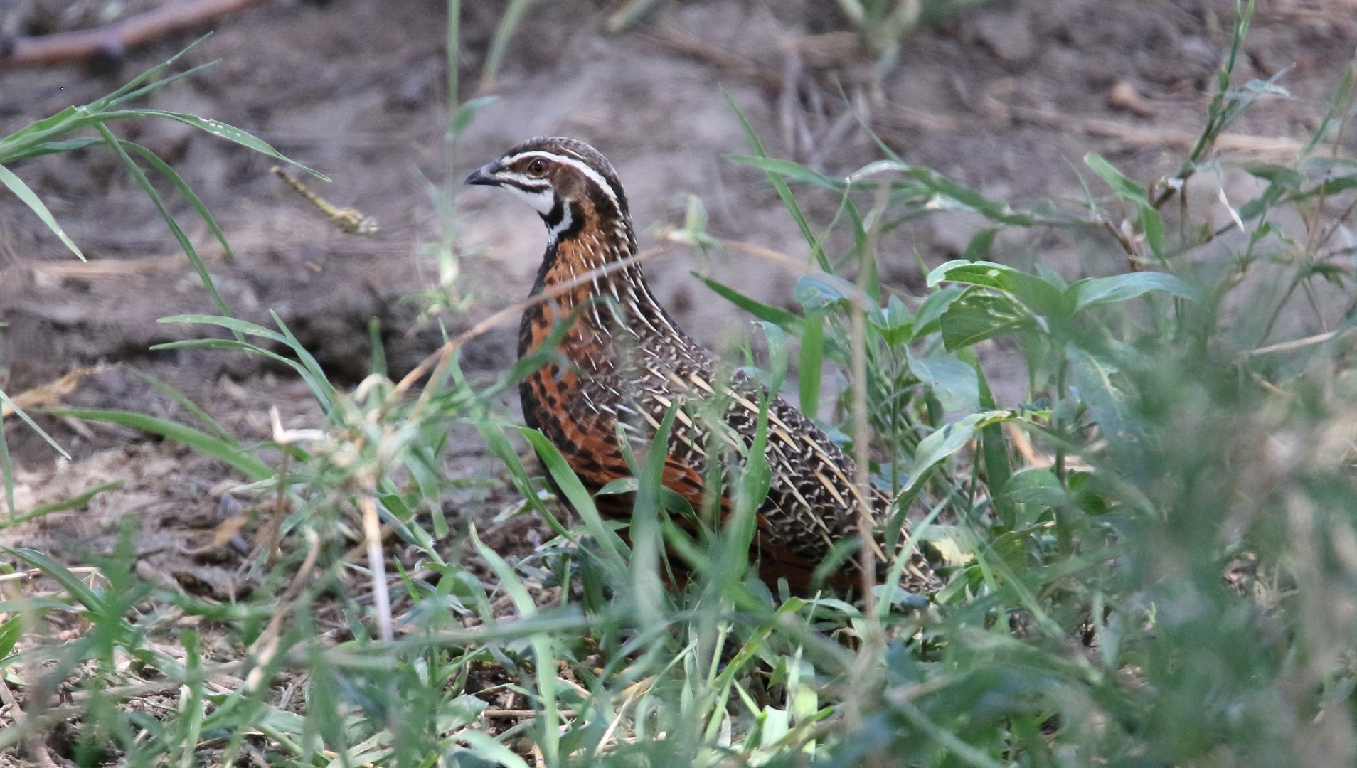 Harlequin Quail