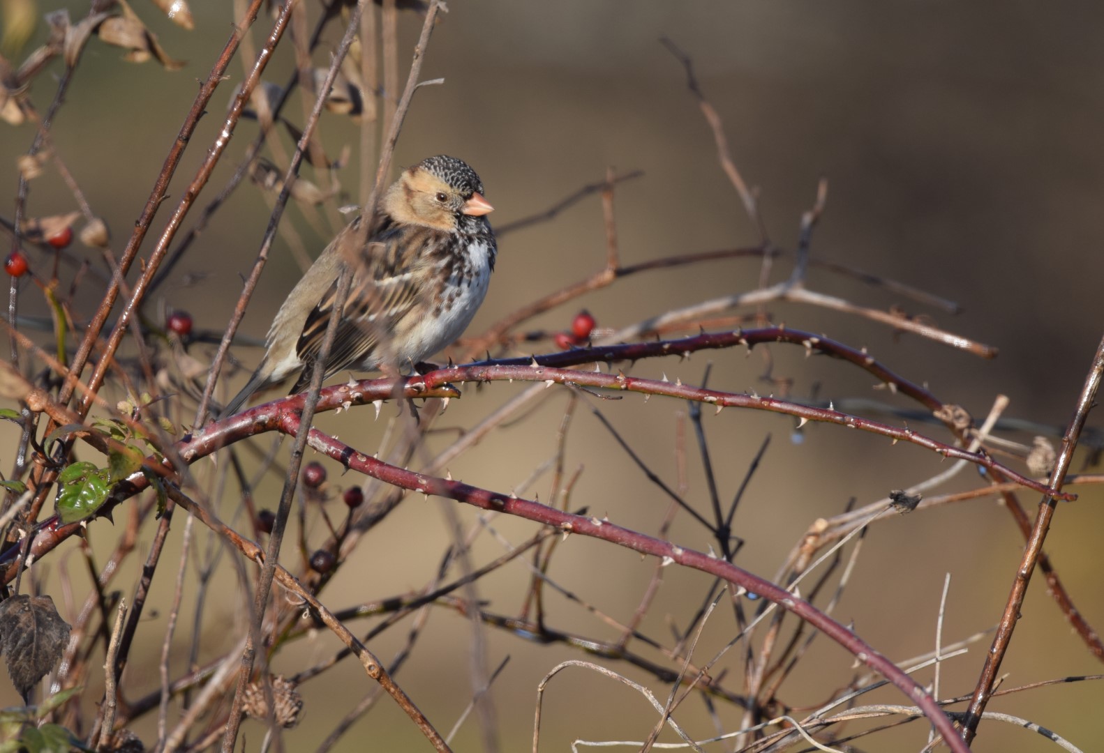 Harris's Sparrow