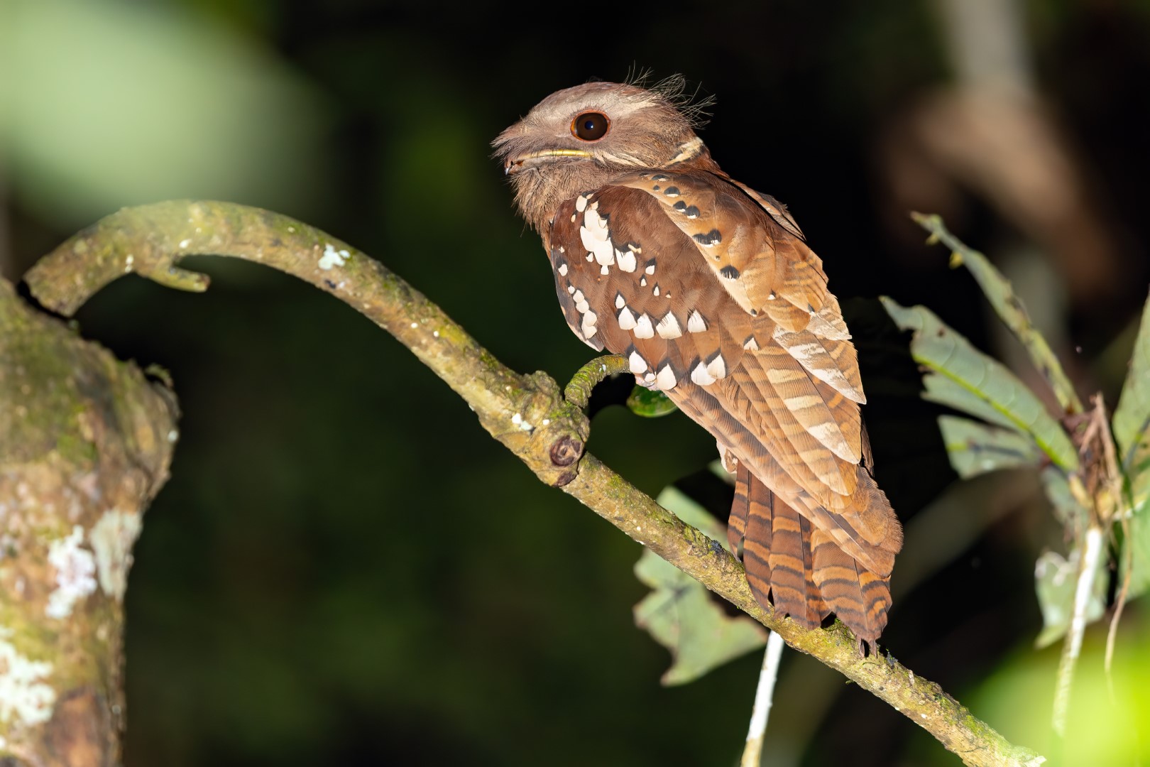 Hartert's frogmouth