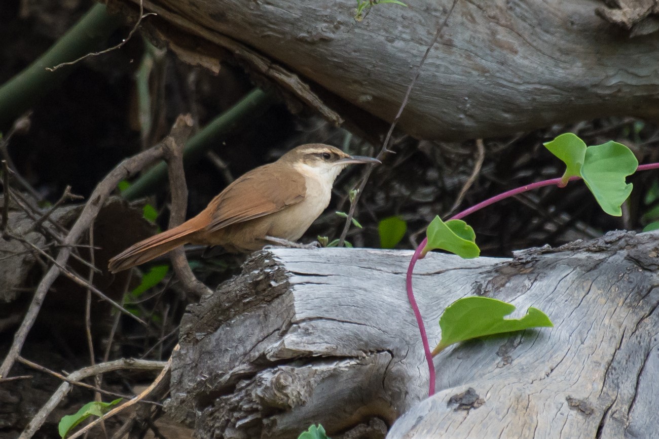 Hartert's Whipbird