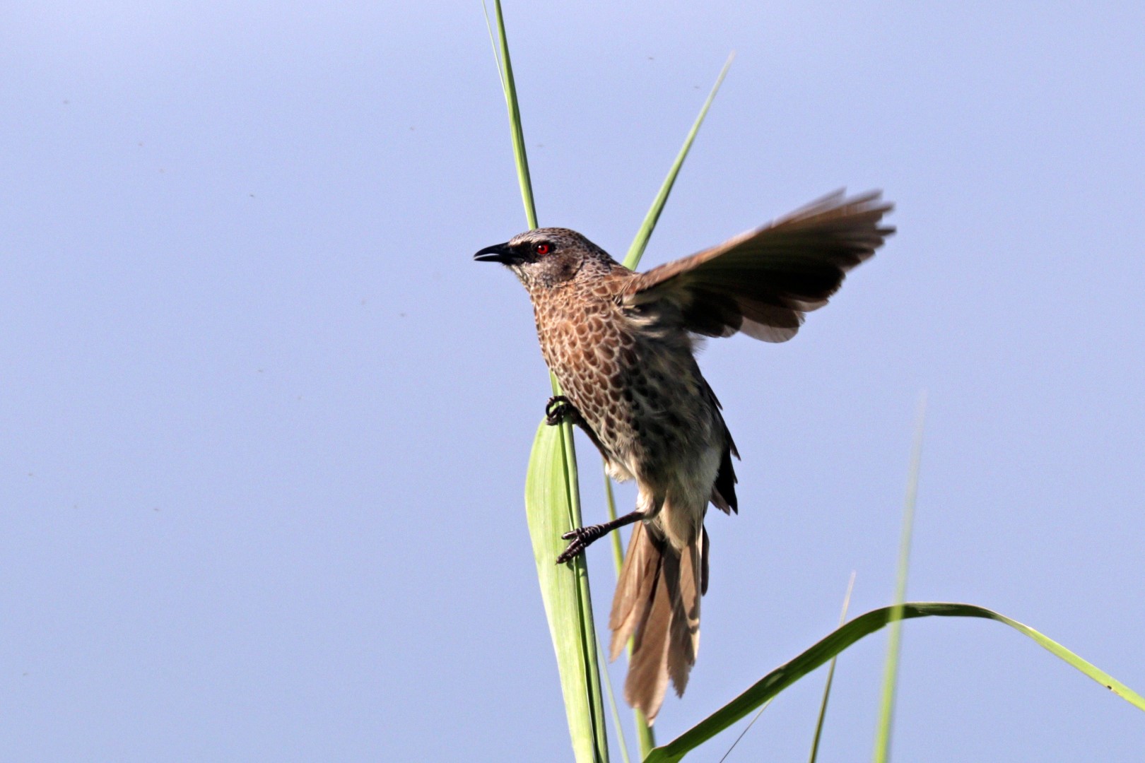Hartlaub's babbler