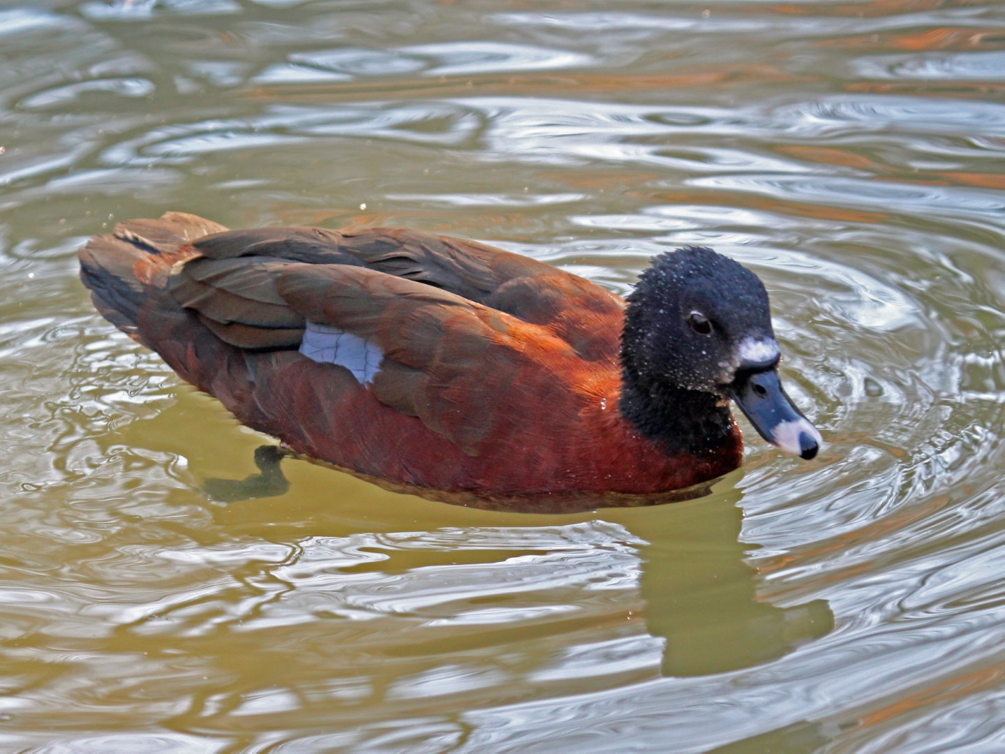 Hartlaub's Duck