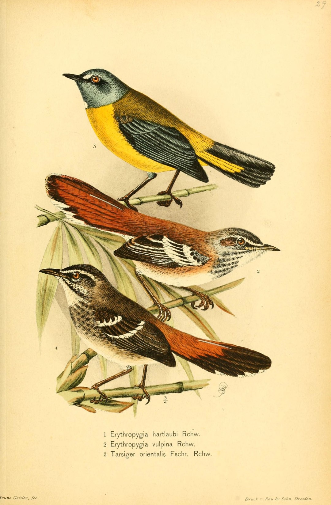 Hartlaub's scrub robin