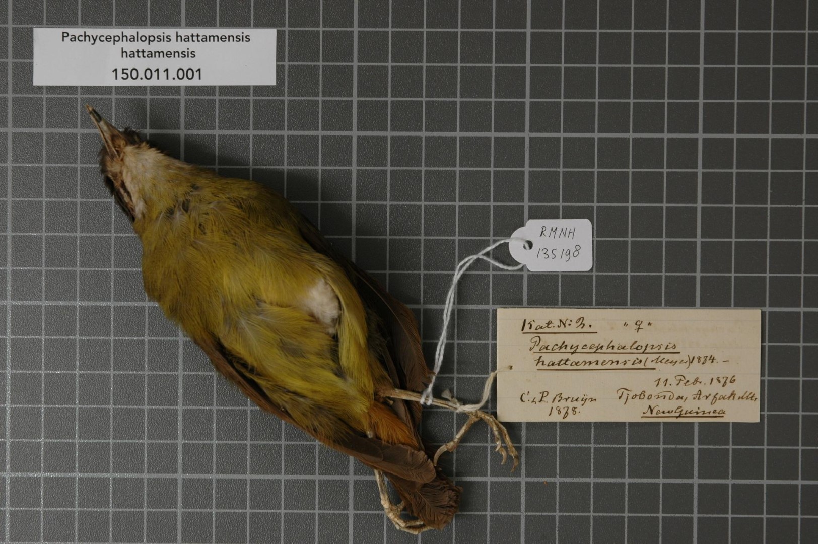 Hattam glossy-starling