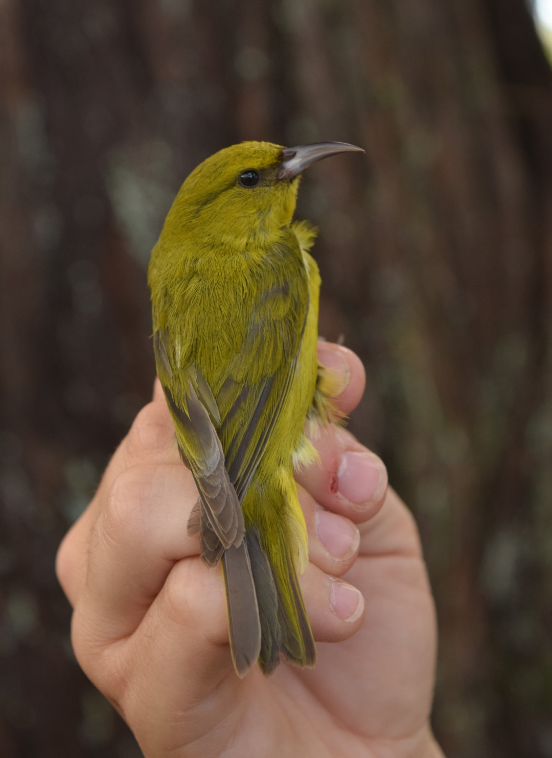Hawaiian Amakihi