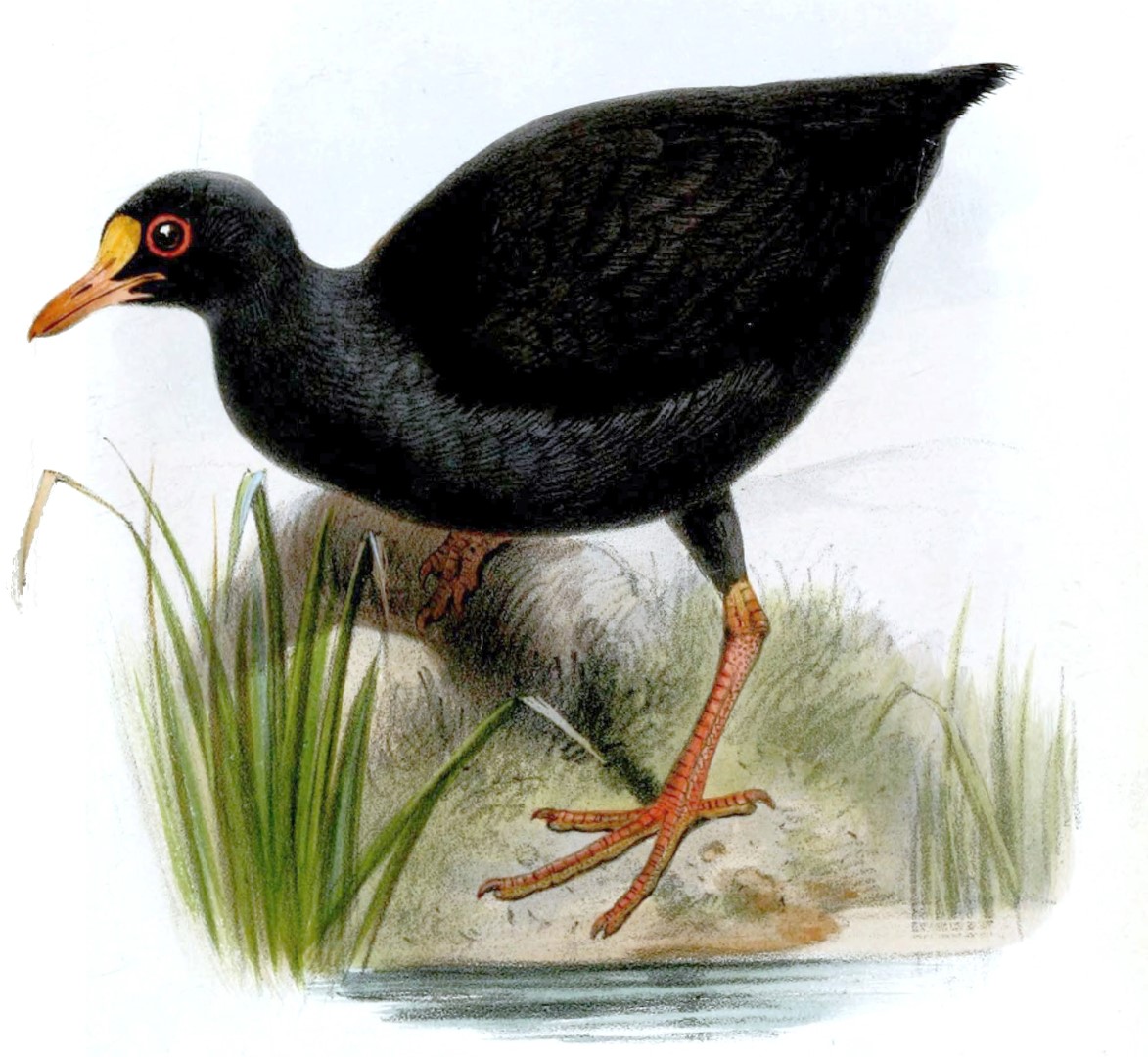 Hawaiian Gallinule