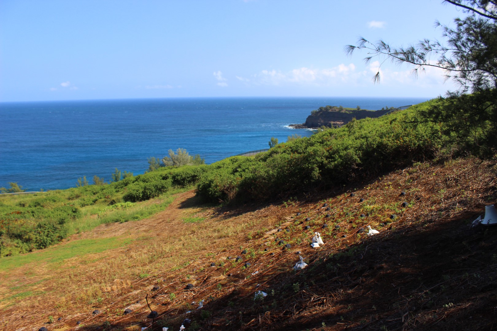 Hawaiian Petrel