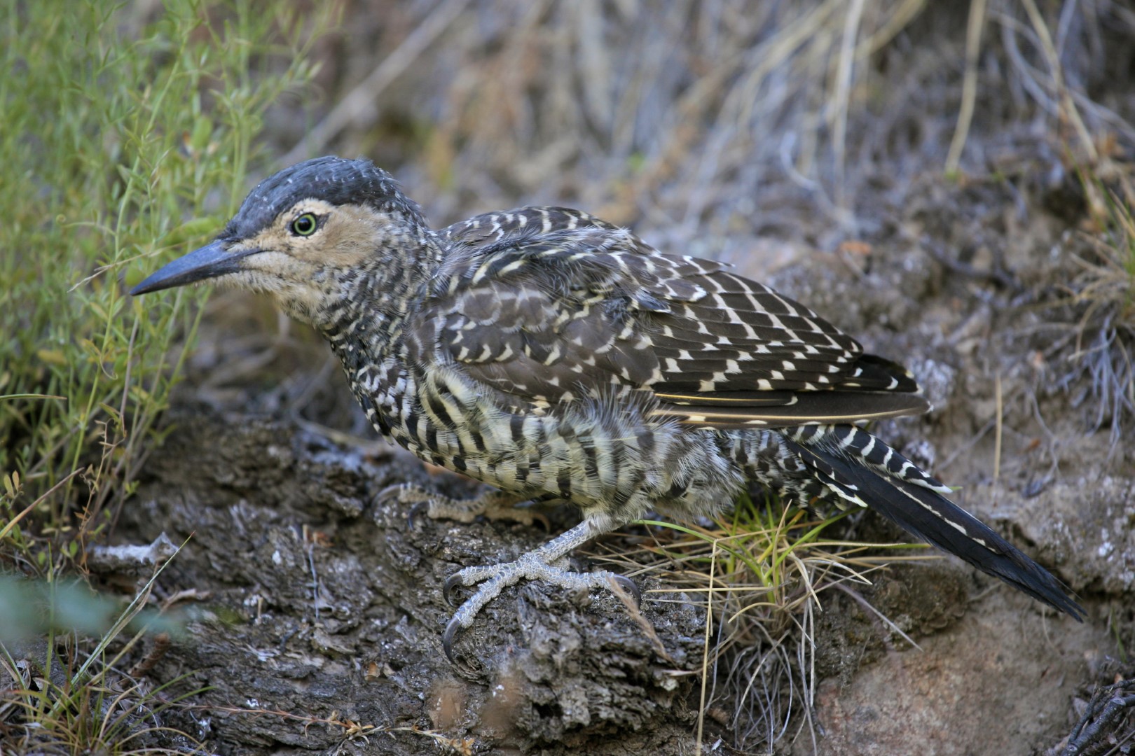 Hawaiian Woodpecker