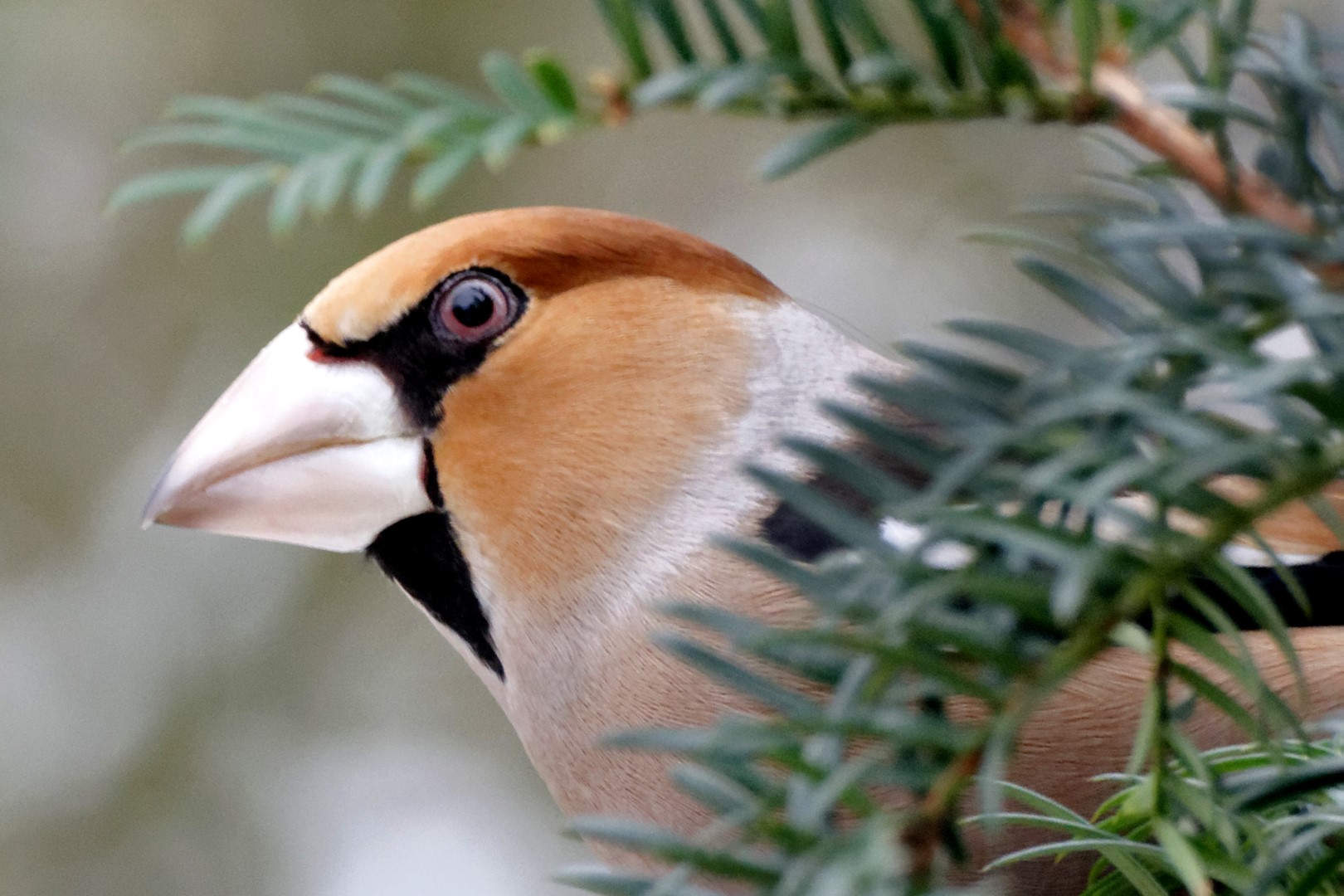 Hawfinch