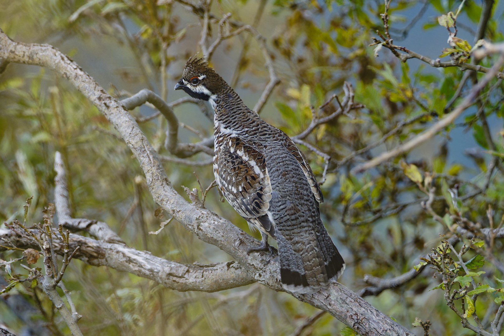 Hazel Grouse