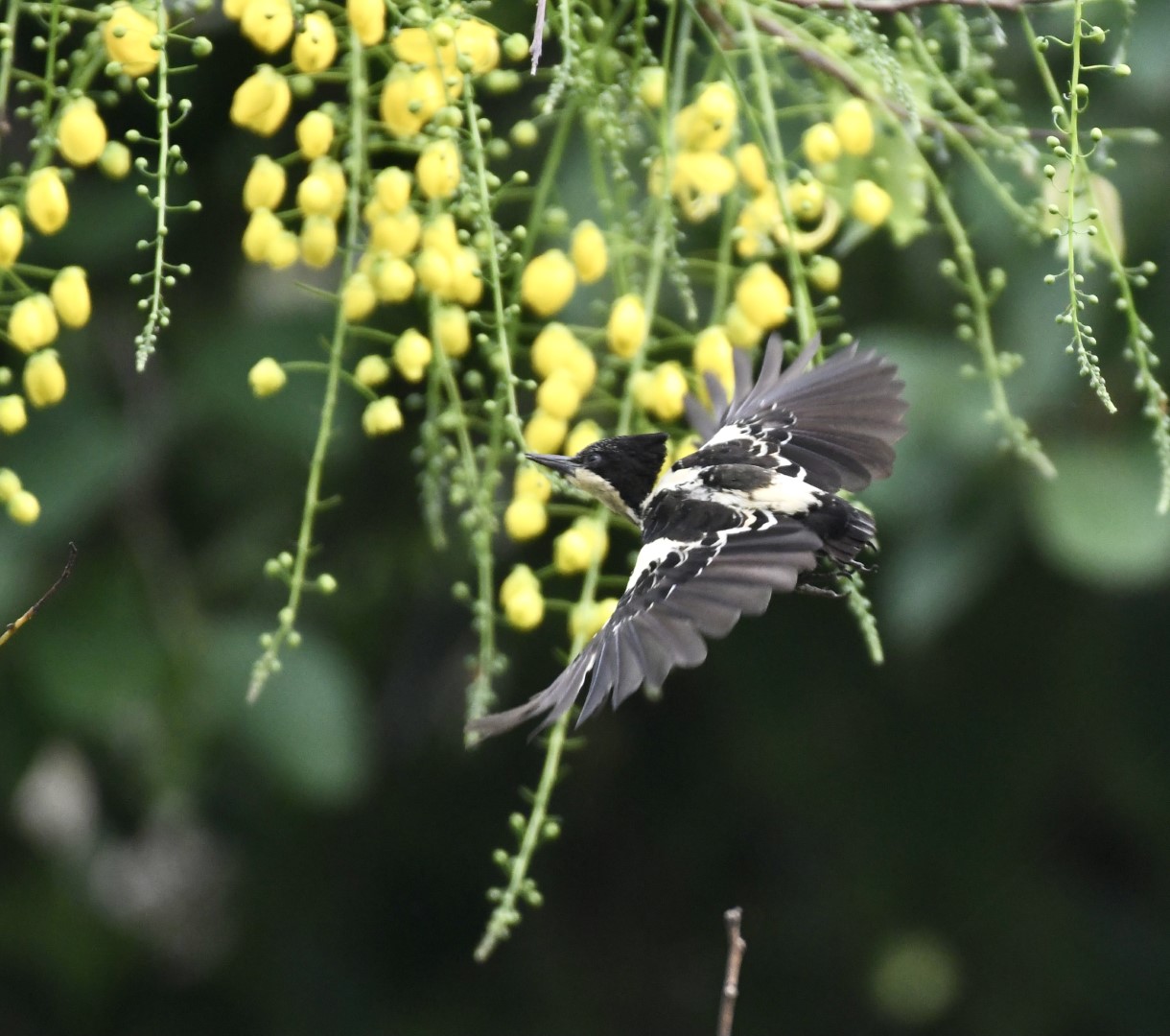 Heart-spotted Woodpecker
