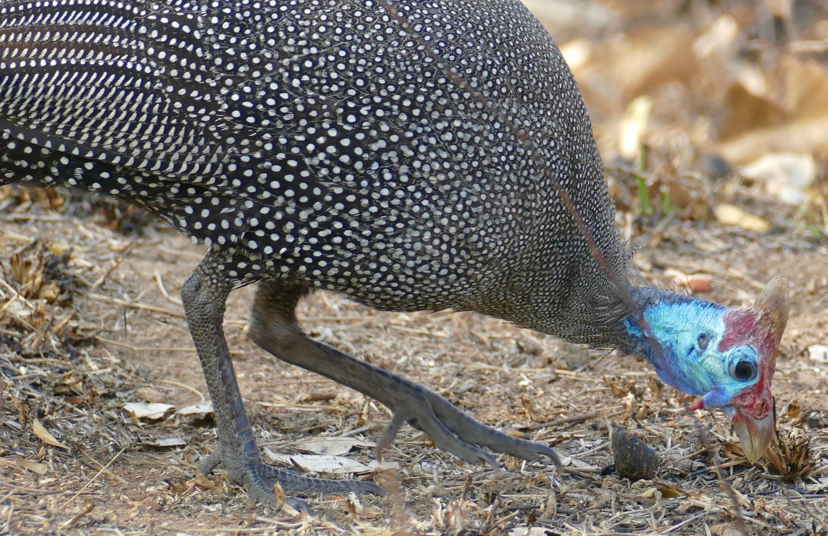 Helmeted Guineafowl