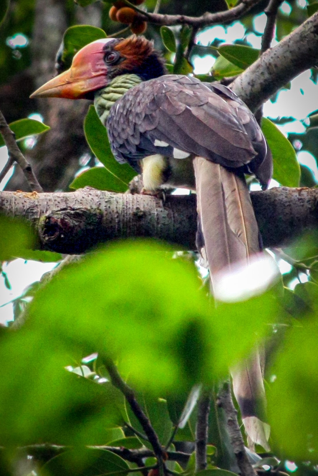 Helmeted Hornbill