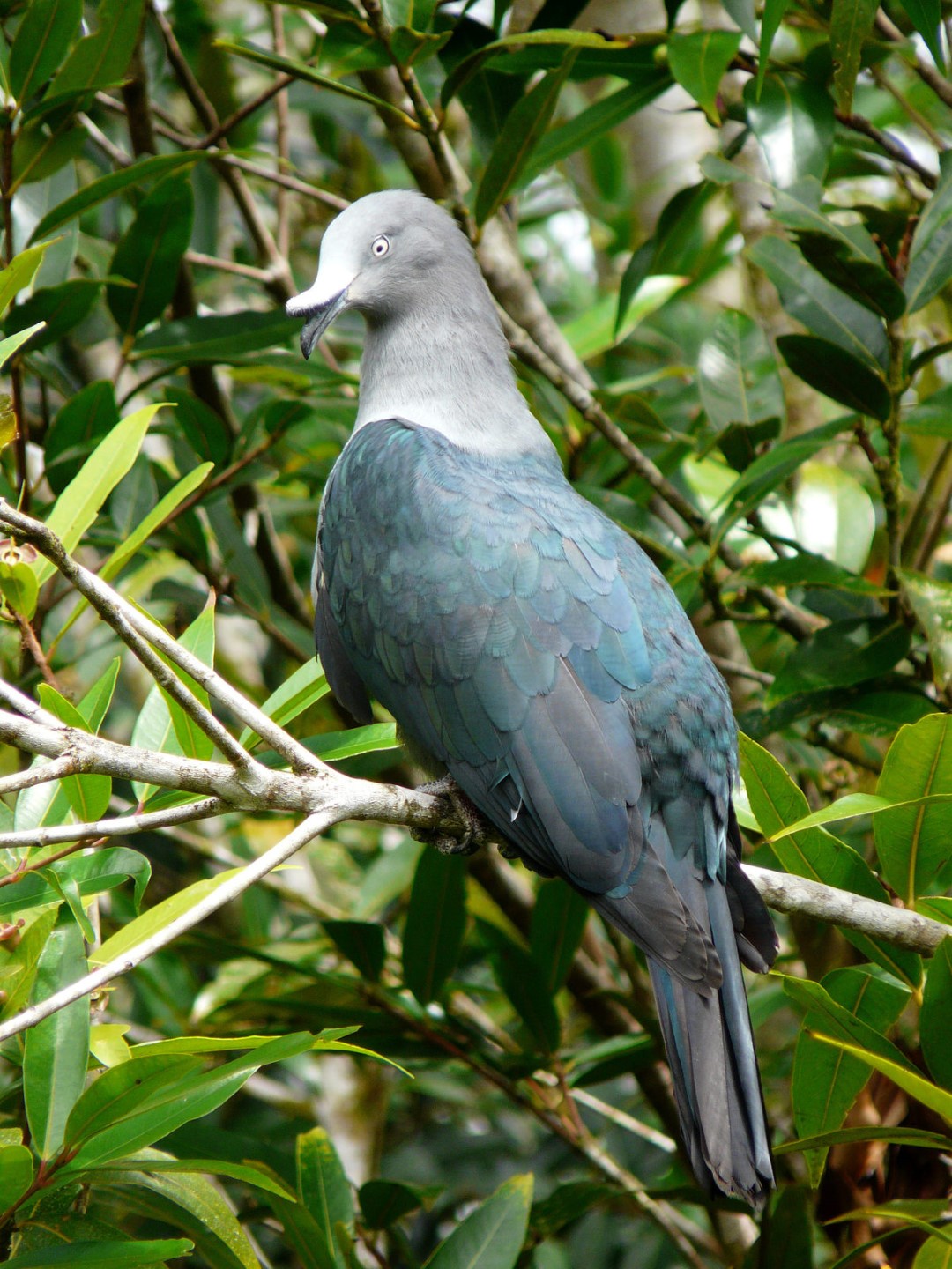 Helmeted Imperial Pigeon