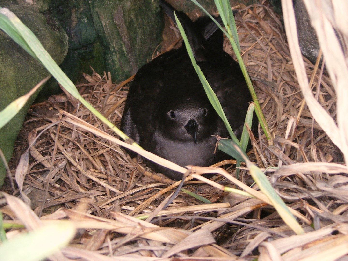 Henderson petrel