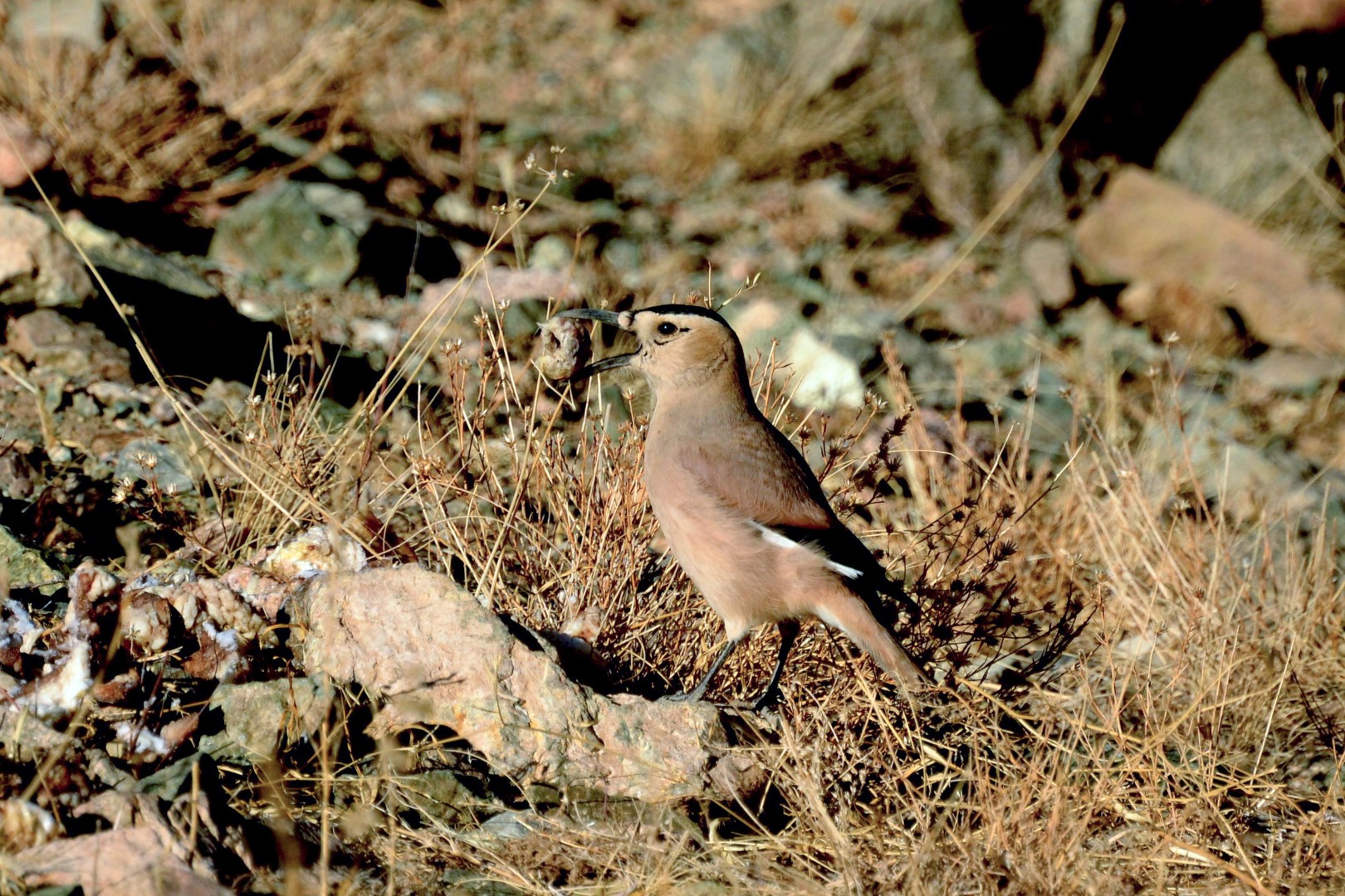 Henderson's ground jay