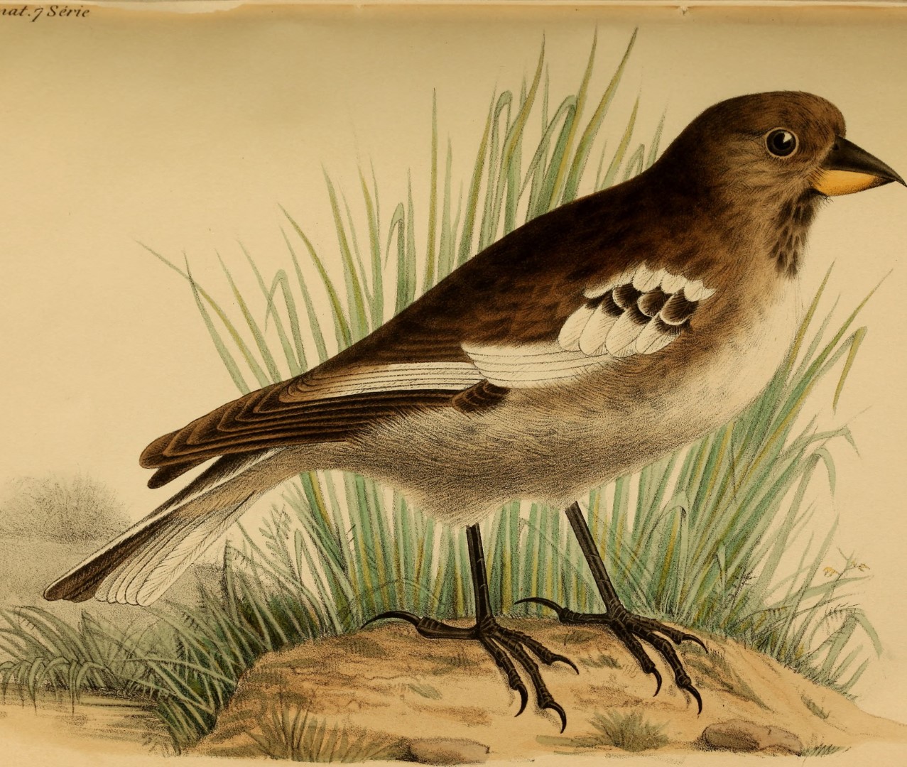 Henrici's Snowfinch
