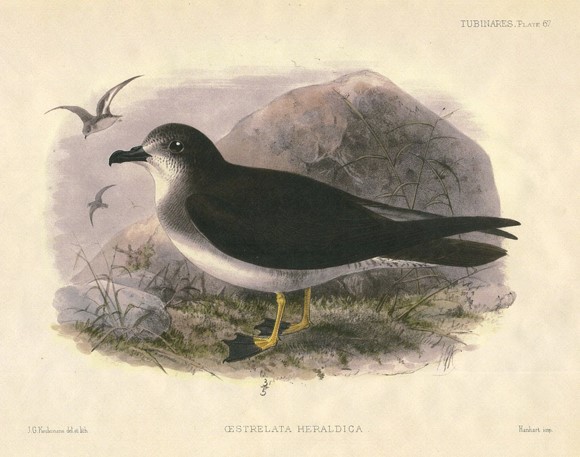 Herald Petrel