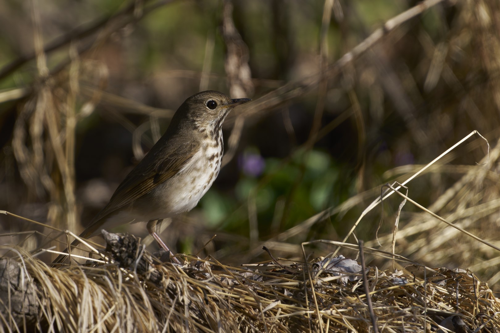 Hermit Thrush