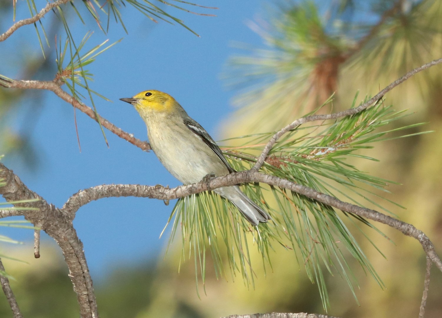 Hermit Warbler
