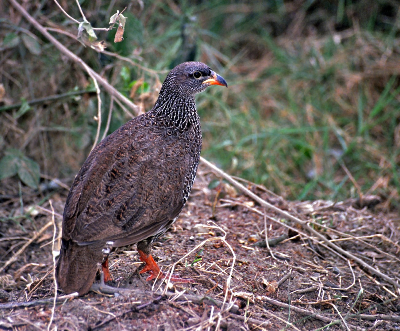 Hildebrandt's Spurfowl