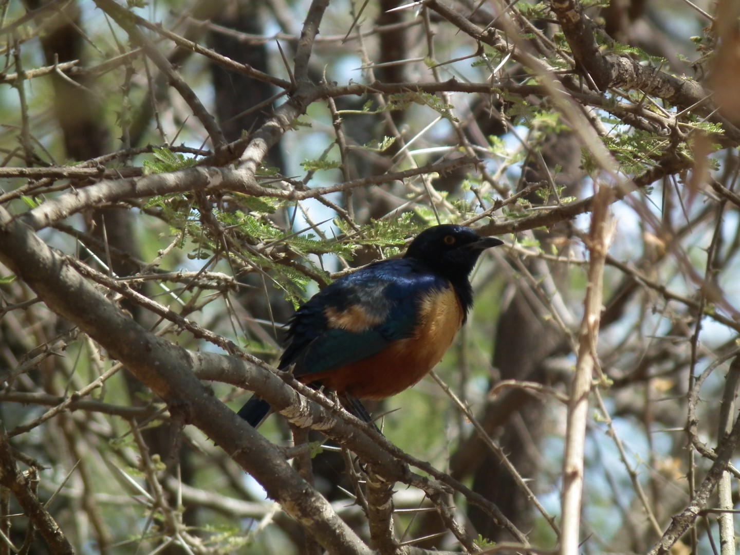 Hildebrandt's Starling