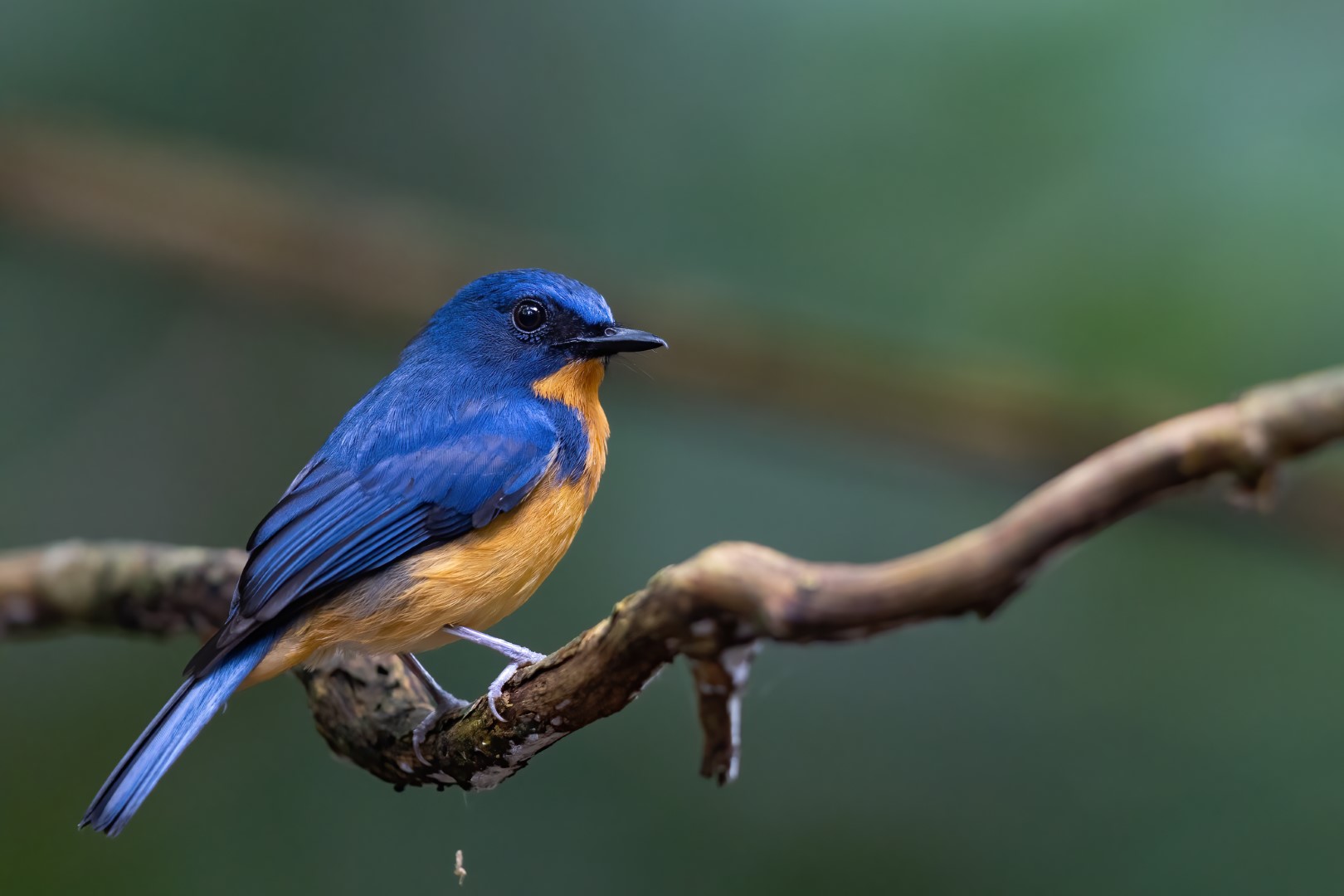Hill Blue Flycatcher