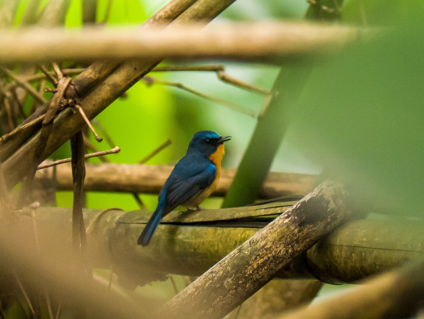 Hill Blue Flycatcher