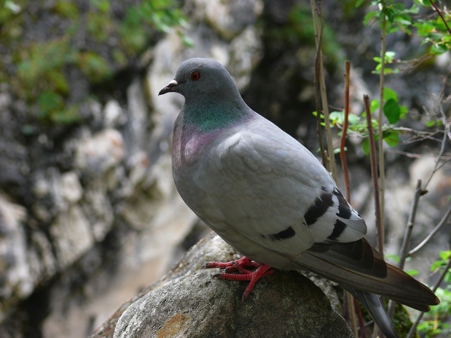 Hill Pigeon