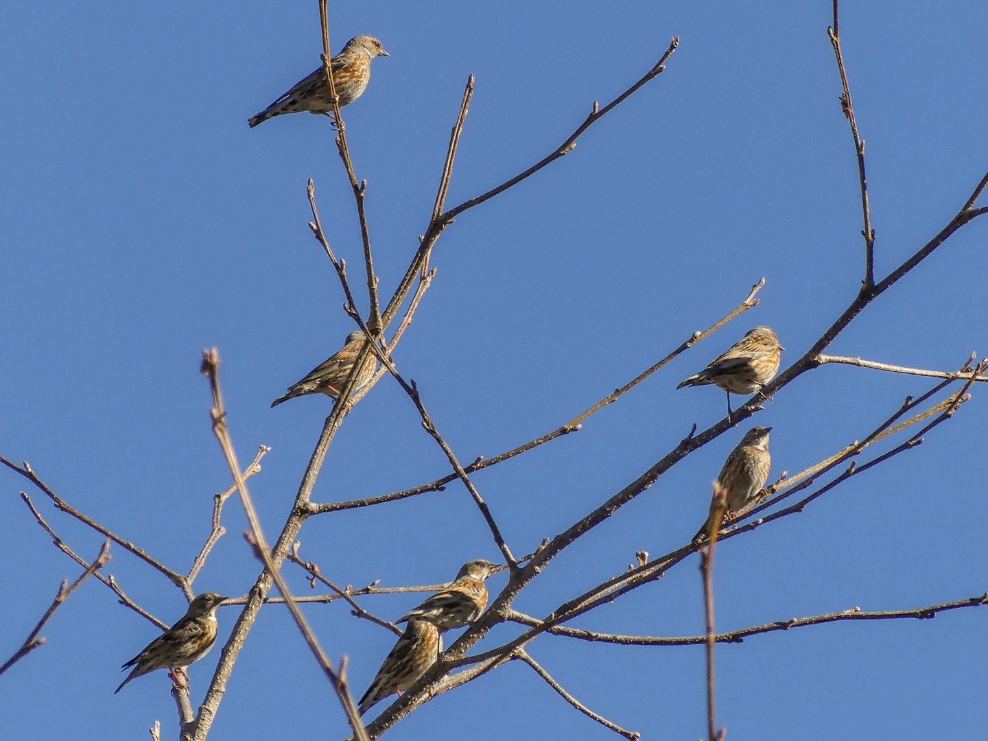Himalayan Accentor