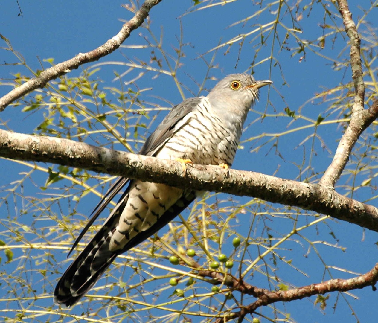 Himalayan Cuckoo