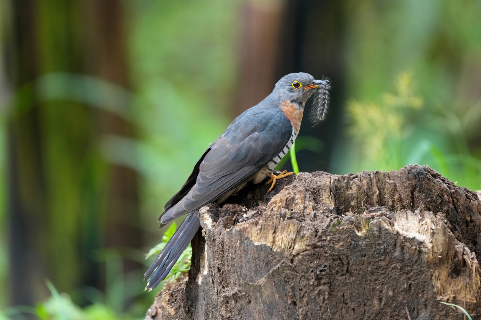 Himalayan Cuckoo