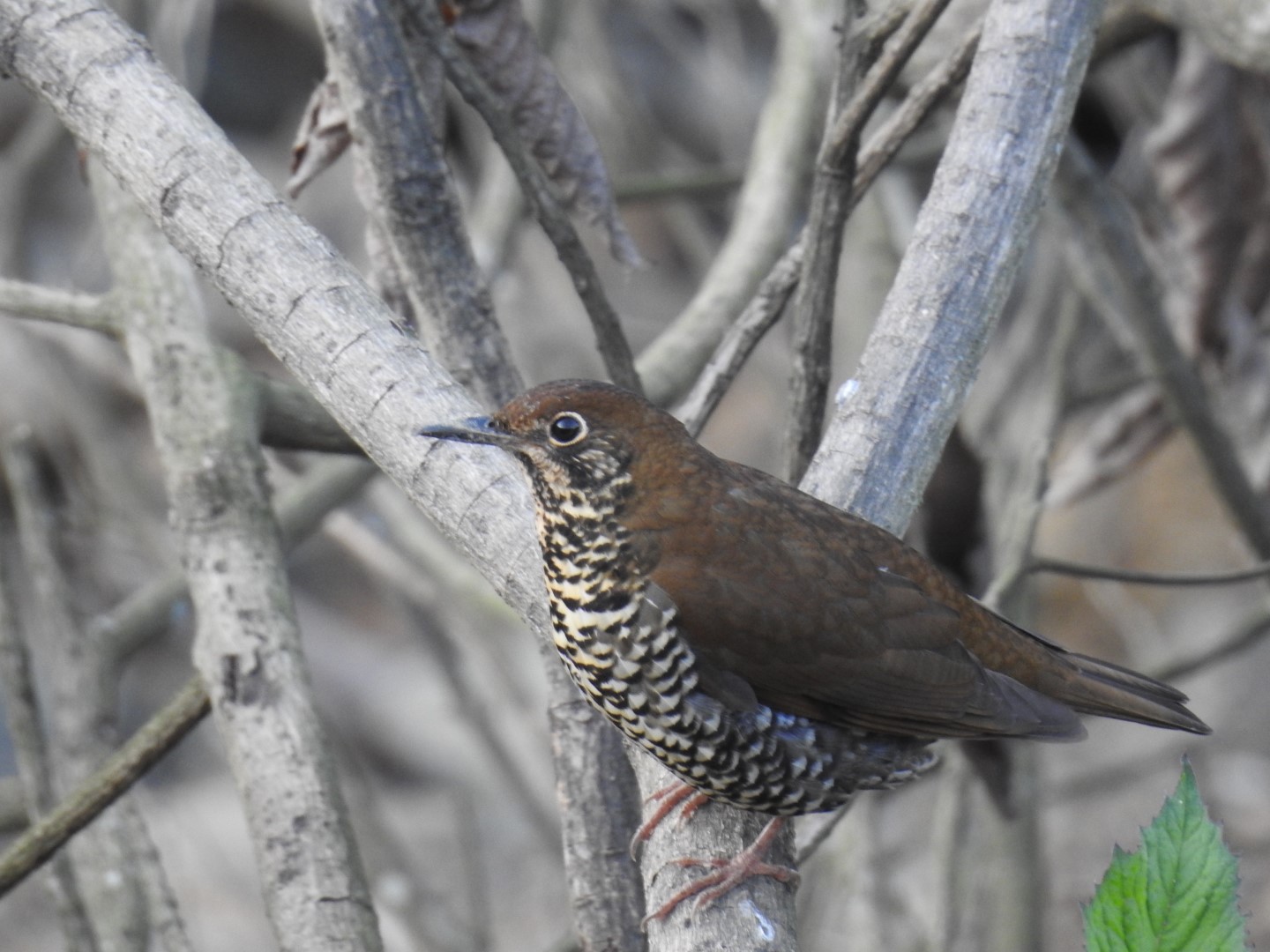 Himalayan Forest Thrush