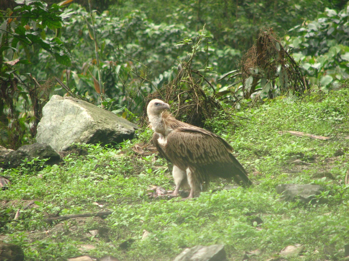 Himalayan Griffon