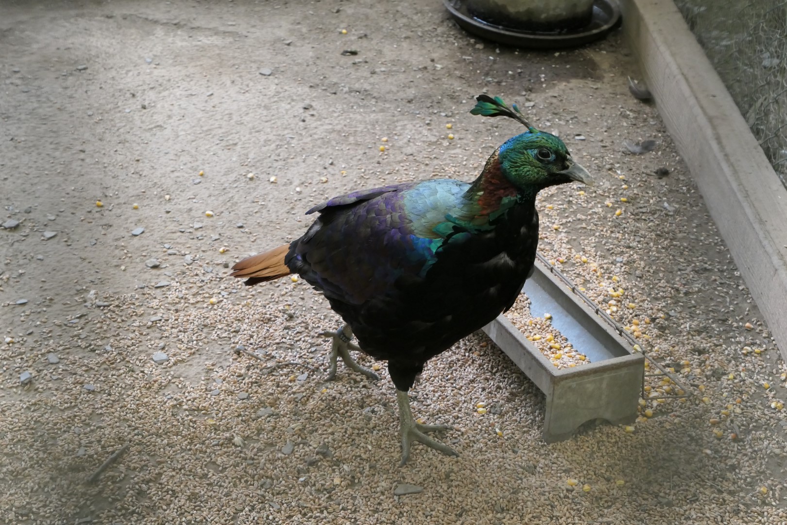 Himalayan Monal