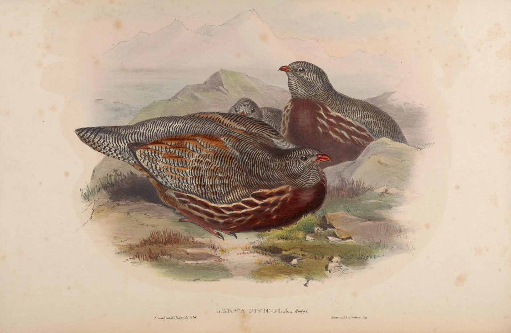 Himalayan Monal