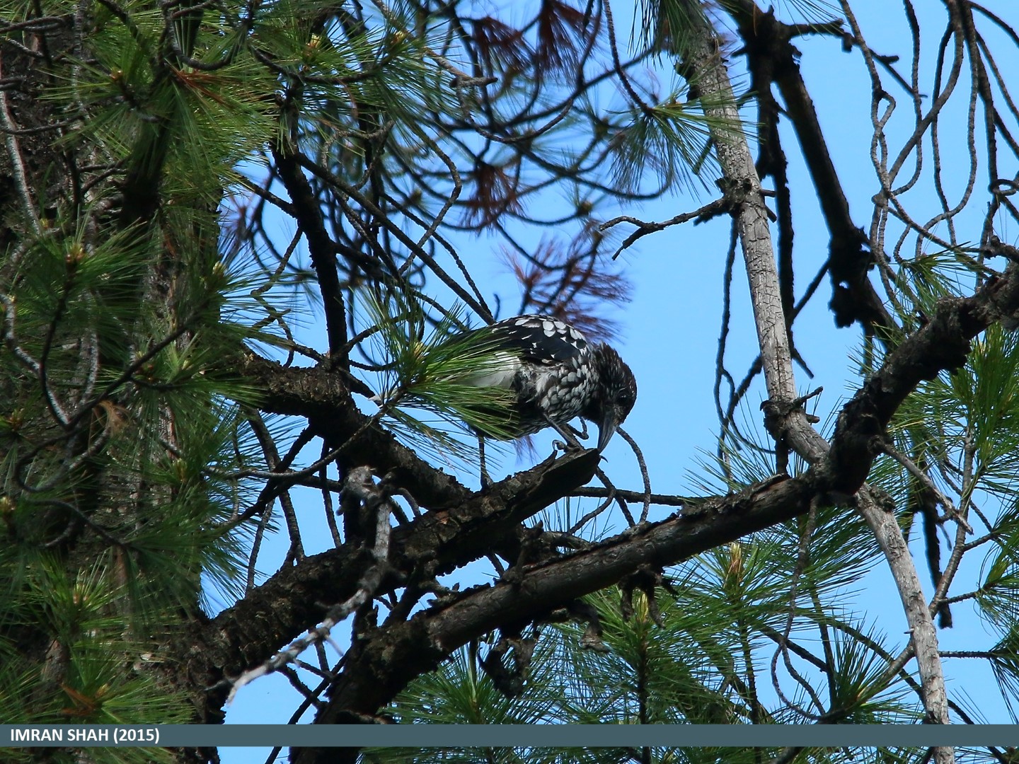Himalayan Nutcracker