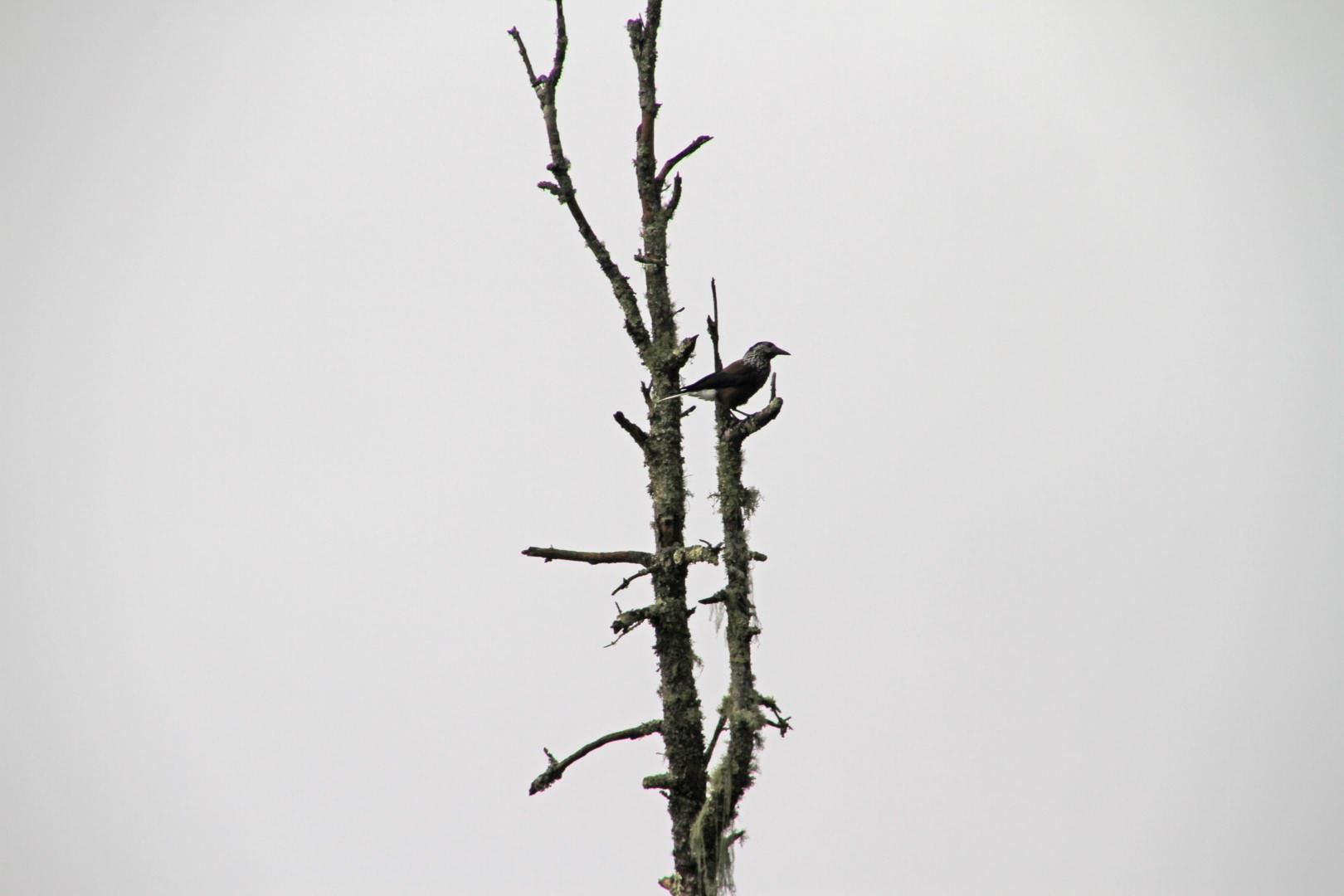 Himalayan Nutcracker