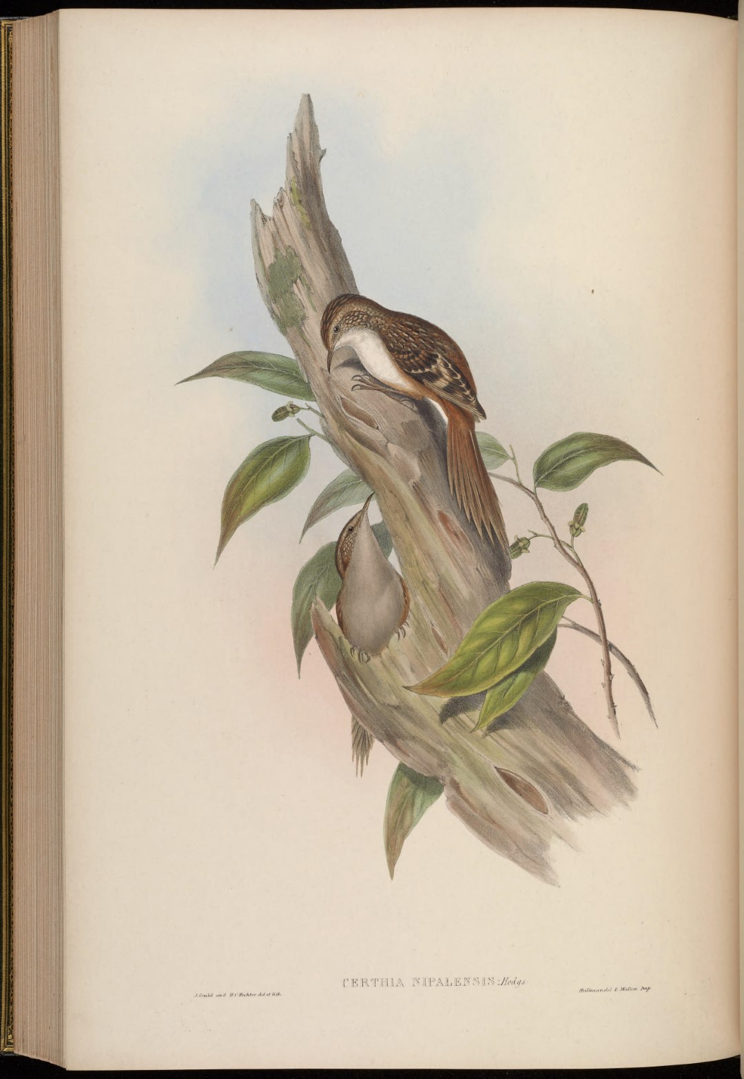 Himalayan Tree Creeper