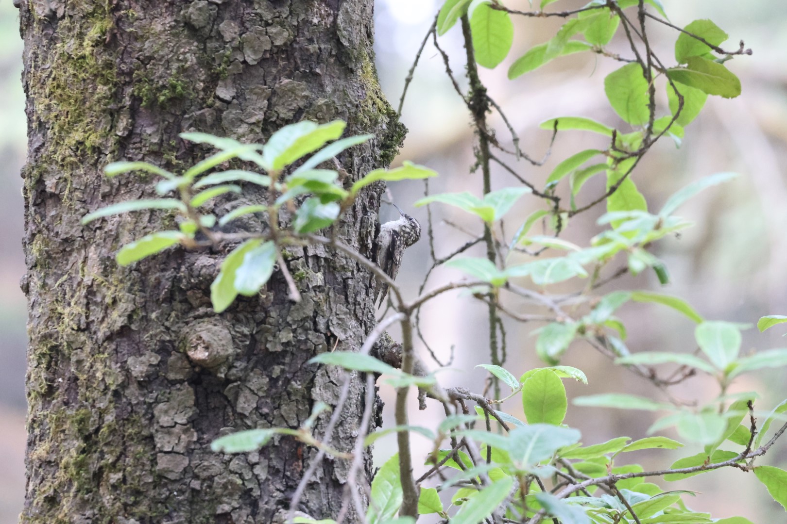 Himalayan Tree Creeper