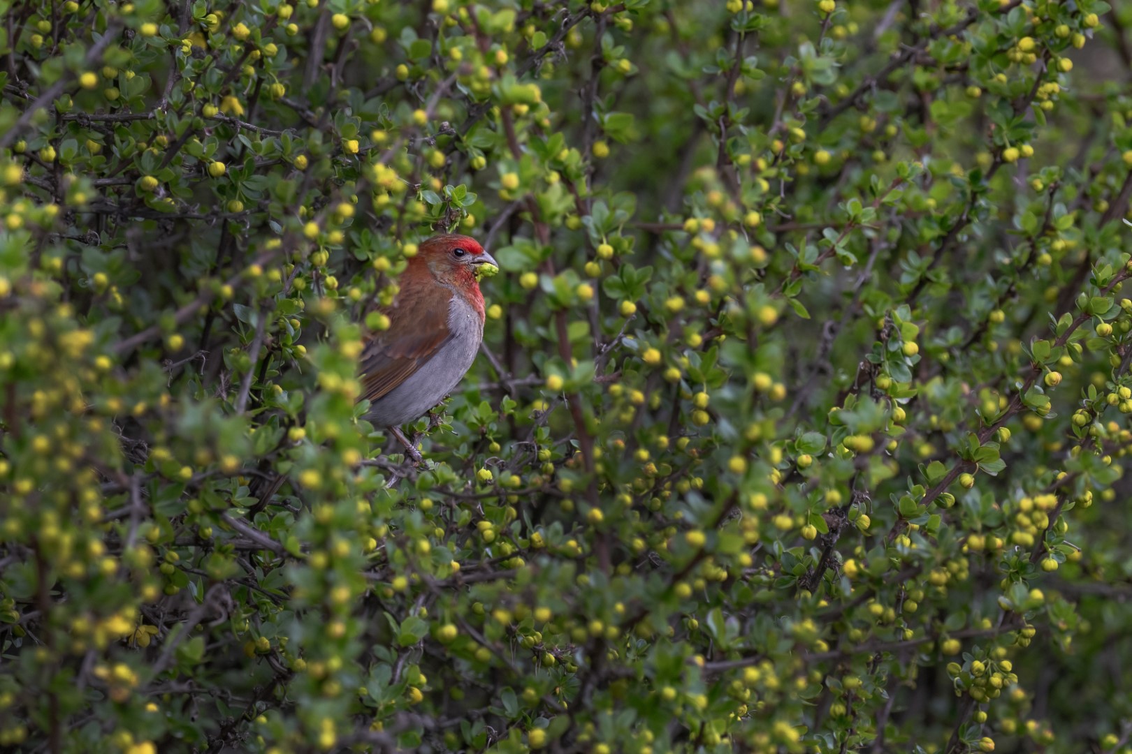 Himalayan White-browed Rosefinch