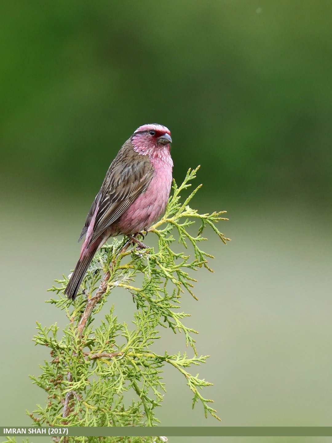 Himalayan White-browed Rosefinch