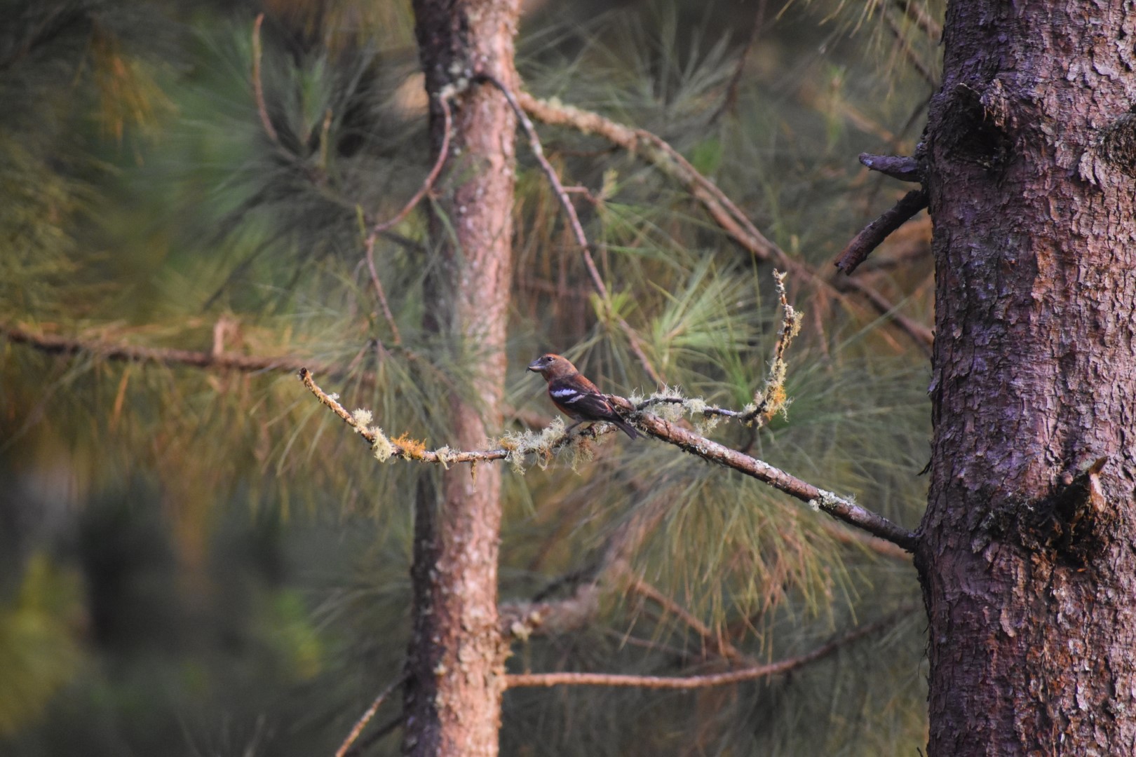 Hispaniolan Crossbill