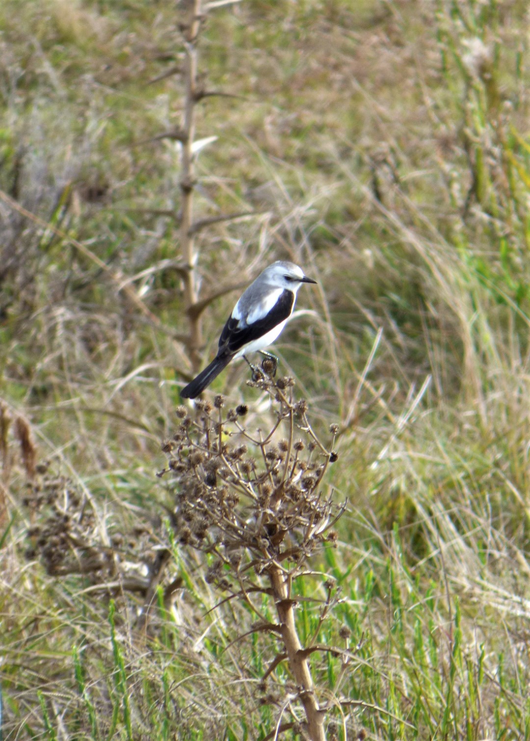 Hispaniolan Emerald Cuckoo
