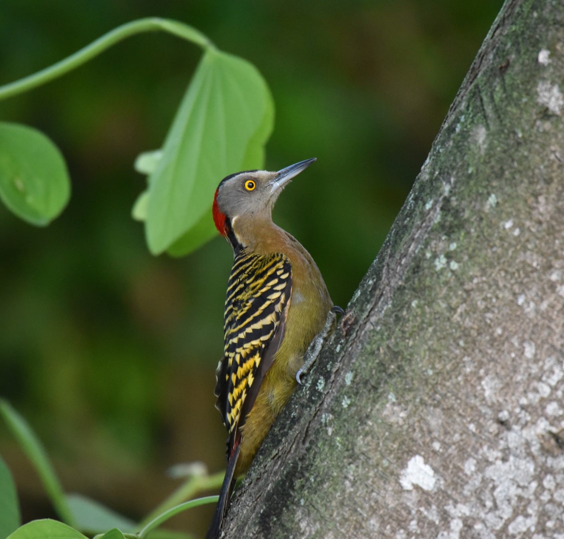 Hispaniolan woodpecker